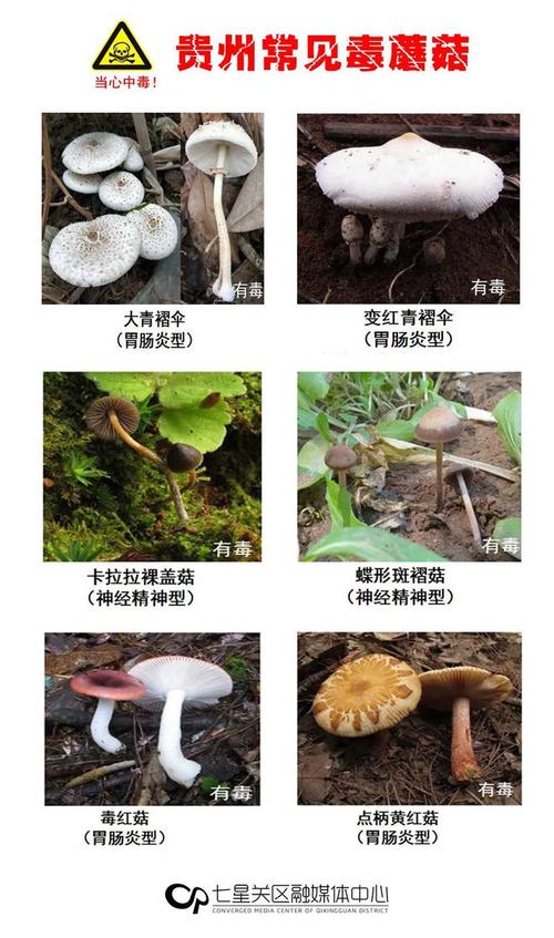 香港澳门研究生资料网站和男童吃毒蘑菇去世与小孩吃毒蘑菇中毒视频